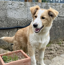 RORY, Hund, Mischling in Italien