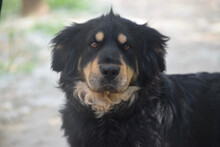 SAGA, Hund, Mischlingshund in Ungarn