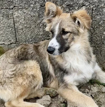 LOGAN, Hund, Mischling in Italien