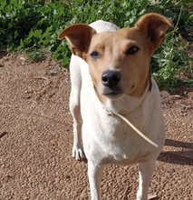 NINNI, Hund, Bodeguero Andaluz in Gelnhausen