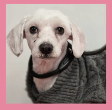 LOLA, Hund, Maltese mix in Heidelberg