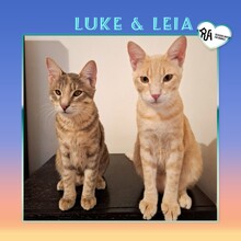 LUKE, Katze, Hauskatze in Bad Herrenalb
