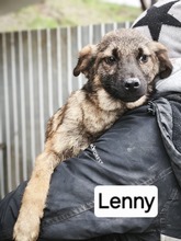 LENNY, Hund, Mischlingshund in Rumänien