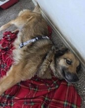 MAYA, Hund, Mischlingshund in Rumänien