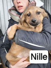 NILLE, Hund, Mischlingshund in Rumänien