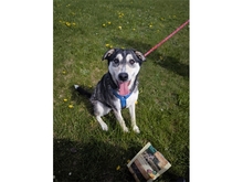 AMINA, Hund, Mischlingshund in Bruckmühl