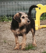 JÖRIG, Hund, Mischlingshund in Rumänien