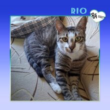 RIO, Katze, Hauskatze in Bulgarien