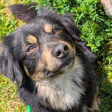 WILLI, Hund, Mischlingshund in Karlsruhe