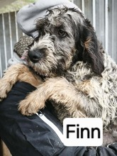 FINN, Hund, Jagdhund in Rumänien