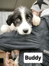 BUDDY, Hund, Jagdhund in Rumänien