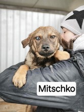 MITSCHKO, Hund, Mischlingshund in Rumänien