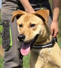 MARTY, Hund, Labrador-Mix in Slowakische Republik