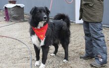 CINDY, Hund, Hütehund-Herdenschutzhund-Mix in Lampertheim