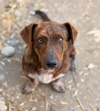 DRAGOS, Hund, Mischlingshund in Hamburg