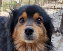HARIBO, Hund, Mischlingshund in Rumänien