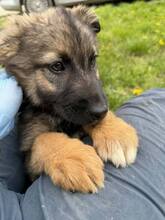 TAYLOR, Hund, Mischlingshund in Berg