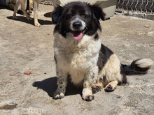 HETTI, Hund, Mischlingshund in Bulgarien