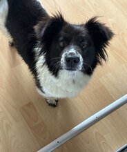 HETTI, Hund, Mischlingshund in Neuss
