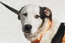 PLUTO, Hund, Mischlingshund in Russische Föderation