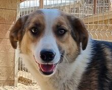 MARA, Hund, Mischlingshund in Rumänien