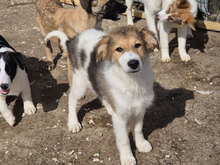 EDGAR, Hund, Mischlingshund in Bulgarien