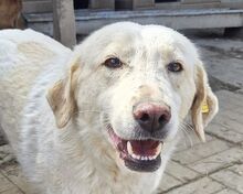 JENNY, Hund, Mischlingshund in Rumänien