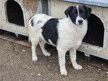 PELE, Hund, Mischlingshund in Bulgarien
