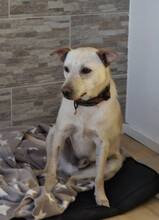 AILO, Hund, Mischlingshund in Bechtolsheim