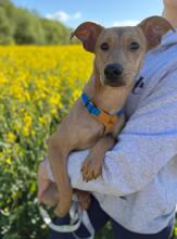 CHIPNR2311141, Hund, Mischlingshund in Slowakische Republik