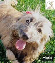 MARIE, Hund, Mischlingshund in Bosnien und Herzegowina