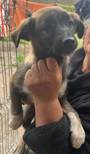 ALLEEN, Hund, Mischlingshund in Rumänien