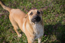 FLIPER, Hund, Mischlingshund in Kroatien