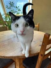 FREDDY, Katze, Europäisch Kurzhaar in Oestrich-Winkel