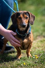CARSON, Hund, Kurzhaardackel in Ungarn