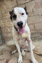 NELICA, Hund, HSH-Mischling in Kroatien