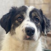 MAJOLIKA, Hund, Mischlingshund in Griechenland