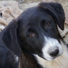 PINOTNOIR, Hund, Mischlingshund in Griechenland