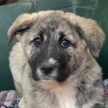 SOYA, Hund, Mischlingshund in Griechenland