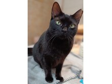 ZARA, Katze, Europäisch Kurzhaar in Spanien