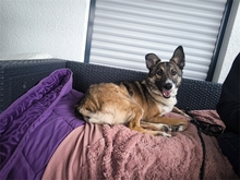 EMMI, Hund, Mischlingshund in Bruckmühl