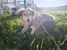 RAVELLA, Hund, Mischlingshund in Sengenthal