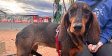 VENERINA, Hund, Segugio Italiano-Mix in Hamburg