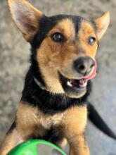 REX, Hund, mischling in Spanien