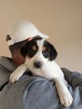 FELI, Hund, Mischlingshund in Aachen