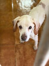 CHURRO, Hund, Pointer in Spanien