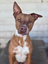 TROY, Hund, Podenco in Spanien
