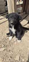 LOU, Hund, mischling in Bulgarien
