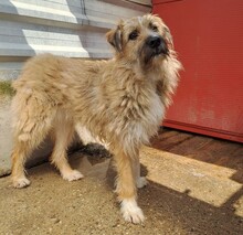 LENI, Hund, Mischlingshund in Rumänien