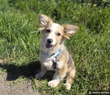 WÖLKCHEN, Hund, Mischlingshund in Hannover